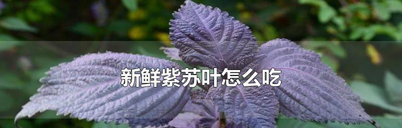 《明日之后》升麻茎攻略（快速获得麻茎的方法及技巧）